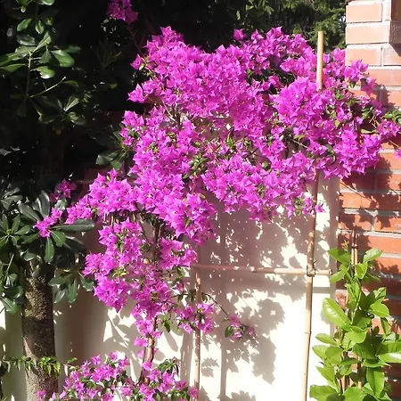 Il Fortino Bed & Breakfast Lido di Camaiore